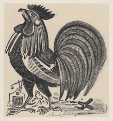Un gallo, ca. 1880-1910