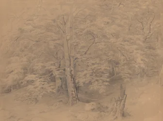 Studio di un albero