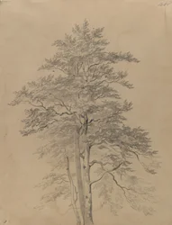 Studio di un albero