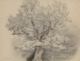 Studio di alberi da Laxenburg