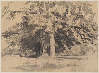 Alberi alti presso Böding