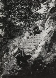 Album "Meine weltkriegs - Erinnerungen South-West Front (Carinzia, Italia, Trentino-Alto Adige) 31/03/1915-12/11/1918 - Josef Zohles Wien": muli dell