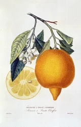 Citrus: pianta di arancio con fiore. Arancio a frutto coniferous: arancia intera e fetta di arancia. Tavola botanica tratta dal libro Storia naturale degli alberi di arancio di Joseph Antoine Risso e Pierre Antoine Poiteau