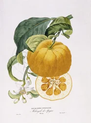 Histoire Naturelle des Orangers
