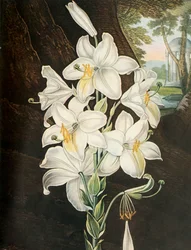 Il giglio bianco, c1800, 1948
