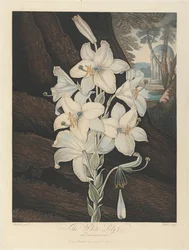 Il giglio bianco con foglie variegate, 1800, da Robert John Thornton, il 