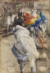 La Voliera, Clifton