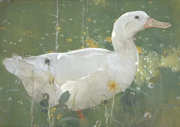 Il Drago Bianco