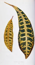 Foglia di Croton variegata. Tavola botanica in "Piante con fogliame colorato. Collezione delle specie più notevoli utilizzate per decorare giardini, serre e appartamenti, di Edward Joseph Lowe e W. Howard, membri della London Horticulture Society"