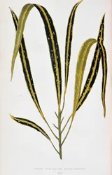 Foglia di Croton variegatum angustifolium