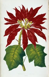 Fiore e foglie di Poinsettia Pulcherrima. Tavola botanica in 