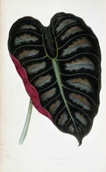 Foglia di Alocasia metallica