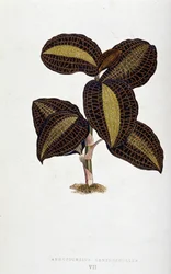 Foglia di Anoectochilus Xantophyllus