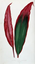 Foglia di Dracaena ferrea versicolor. Tavola botanica in 