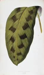 Foglia di Maranta Pardina. Tavola botanica in 