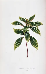 Foglia di Sonerila margaritacea