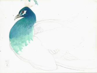 Pavone rivolto a sinistra, 14.VI.1900, 1900
