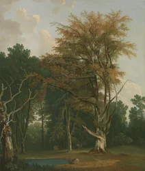 Alberi in una radura di bosco