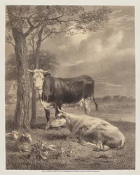 Bovini che ruminano