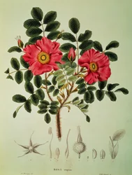 Rosa rugosa, da 