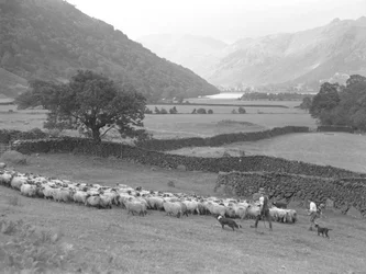 Un contadino, un ragazzo e due cani portano al pascolo un gregge di pecore in un campo, sullo sfondo il lago e le colline.