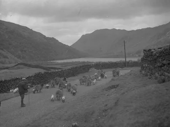 Un contadino conduce un gregge di pecore e agnelli lungo una strada, sullo sfondo il lago e le montagne.