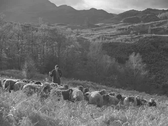Un agricoltore osserva il suo gregge di pecore, sullo sfondo le montagne