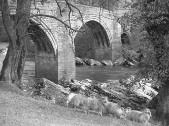 Un gregge di pecore radunato vicino al Ponte del Diavolo