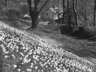 Una miriade di narcisi sul pendio di una collina, sullo sfondo gli edifici
