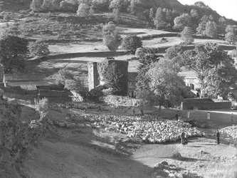 Un grande gregge di pecore viene radunato al centro di un campo da un gruppo di persone, sullo sfondo una fattoria.
