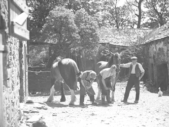 Maniscalco che ferra il cavallo