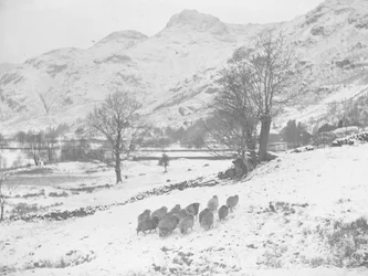 Gregge di pecore nella neve a Langdale
