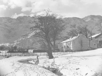 Oche in primo piano accanto a un piccolo ruscello con il terreno innevato tutt