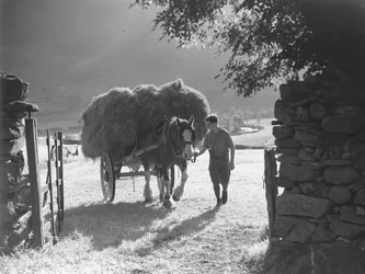 Cavallo che traina un carro carico di fieno attraverso il cancello