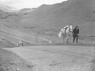 Cavalli condotti su un passo di montagna da cavalieri smontati