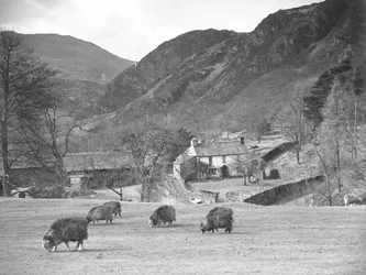 Pecore al pascolo in un campo con fattoria e colline alle spalle