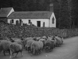 Pecore che camminano lungo la strada fuori dalla chiesa di Thirlmere