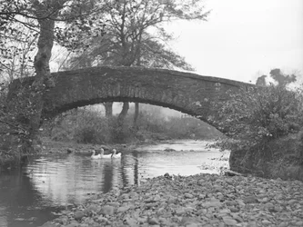 Tre oche in acqua sotto un ponte di pietra