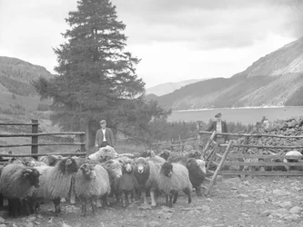Due pastori con un gregge di pecore e Thirlmere alle spalle