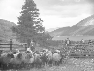 Due pastori con un gregge di pecore e Thirlmere alle spalle