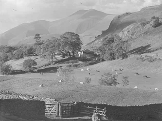 Vista sui campi fino alla fattoria di Thirlmere con pecore e mucche
