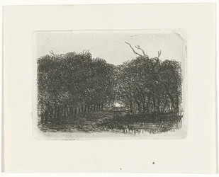 Veduta del bosco