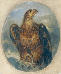 Aquila