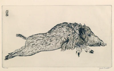 Cinghiale (Le Sanglier) (incisione)