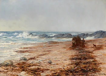 Raccolta di alghe