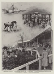 Vendita di cavalli Shire alla fattoria del Principe di Galles, Wolferton