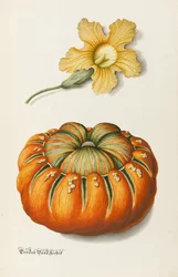 Zucchina e una zucca