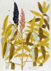 Sommacco siciliano (Rhus coriaria) di Joseph Jacob von Plenck, da Icones plantarum medicinalium, Vienna