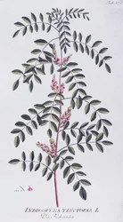 Indaco vero (Indigofera tinctoria) di Joseph Jacob von Plenck (1735-1807), da Icones plantarum medicinalium, Vienna