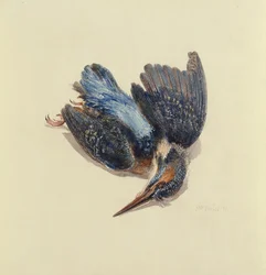 Martin pescatore, dal Libro degli Uccelli di Farnley, c.1816